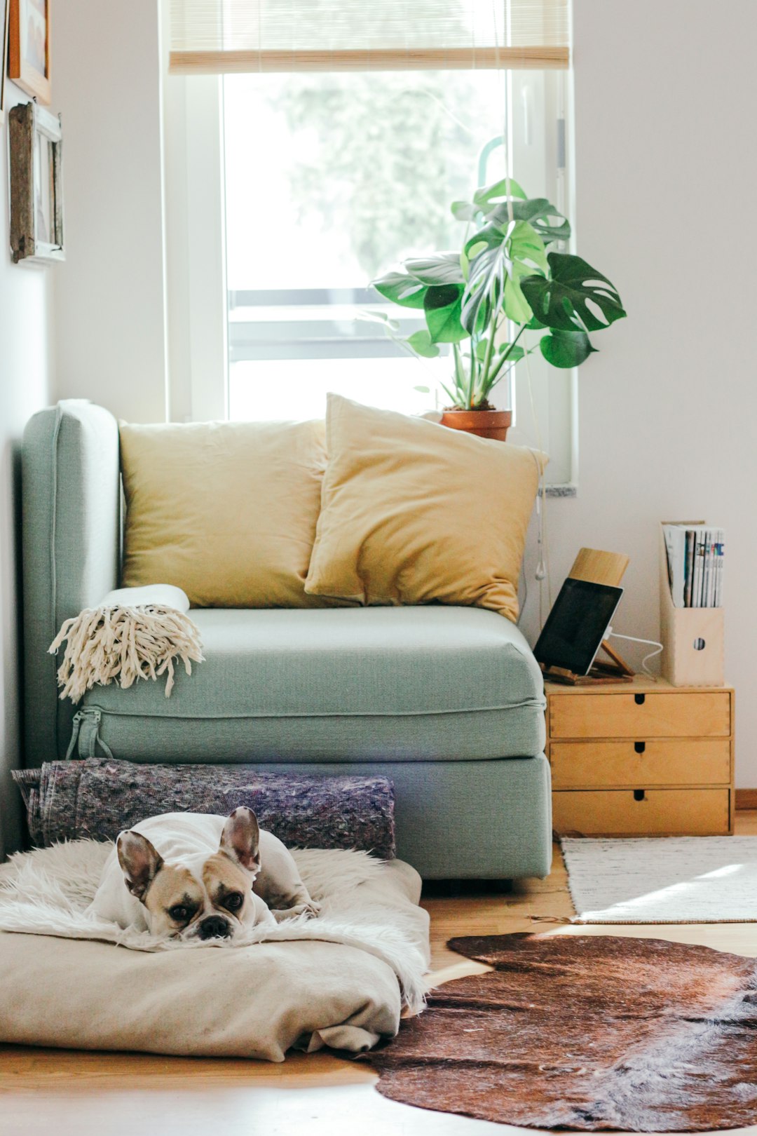Dog in a rental home living room